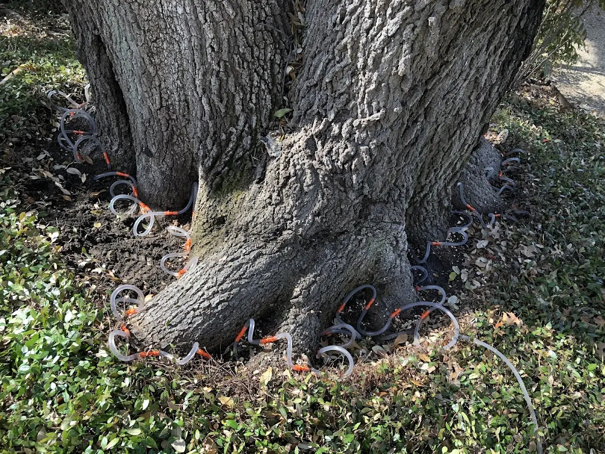 Detailed Tree Cabling and Bracing job site in La Joya