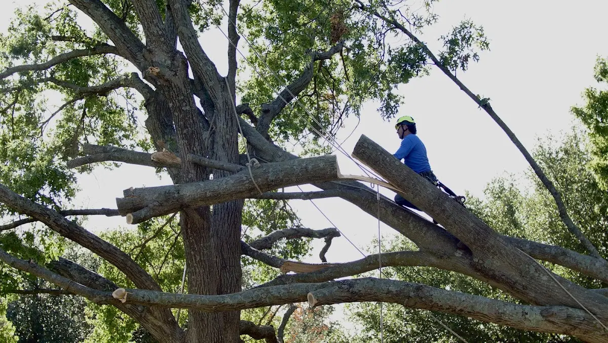 Professional Crown Thinning performed by certified arborists in La Joya