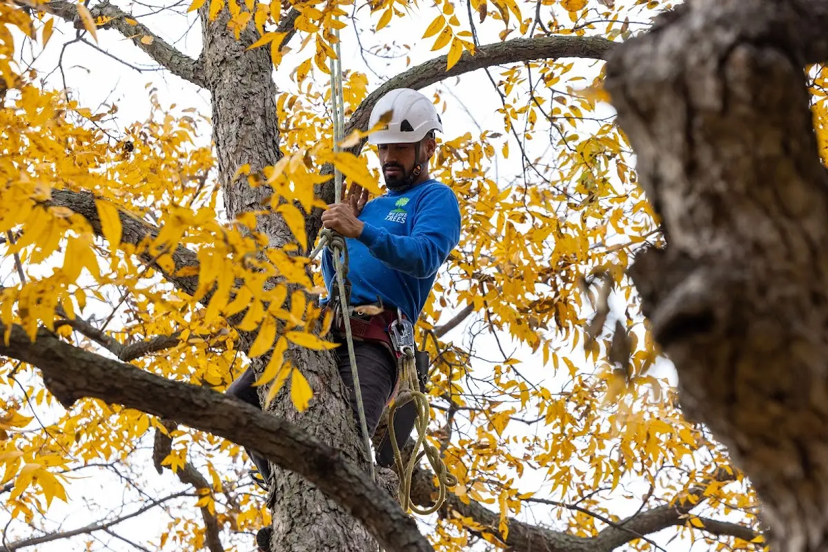 Skilled Tree Transplanting crew working in La Joya